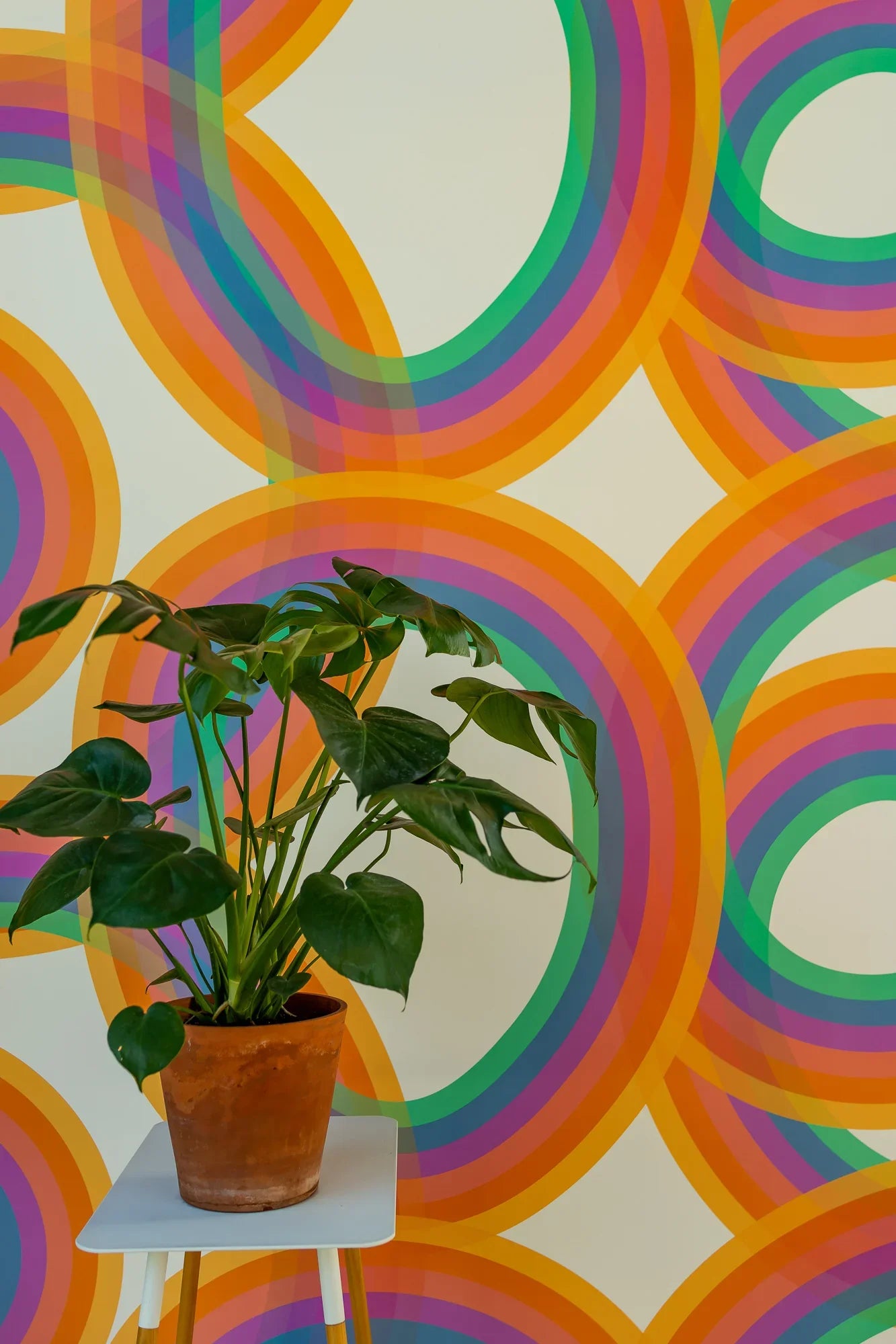 Potted green plant on white table in front of retro rainbow geometric wallpaper